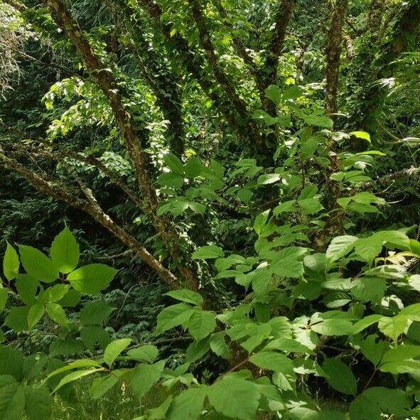 Acer cissifolium Habitat