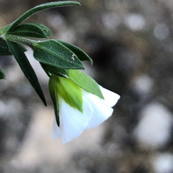 Arenaria montana Flower