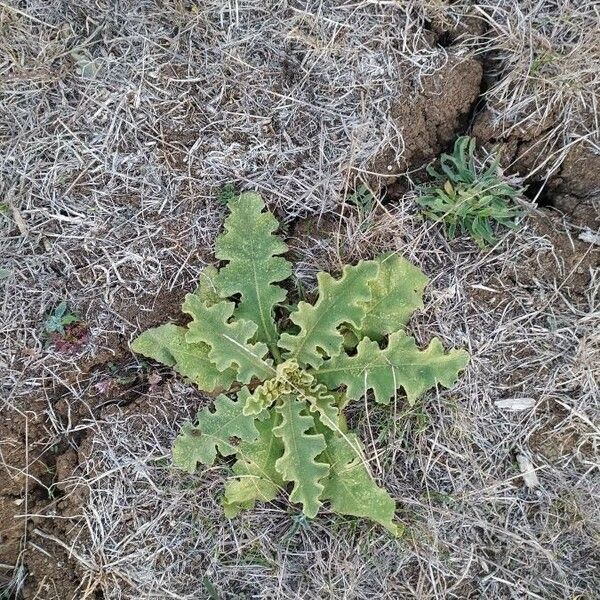 Verbascum sinuatum Ліст