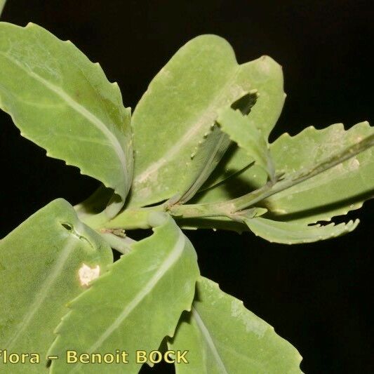 Diplotaxis glauca Leaf