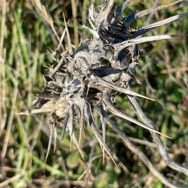 Scolymus maculatus Fruit