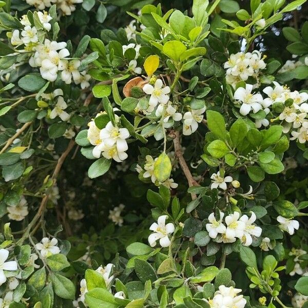 Murraya paniculata Flower