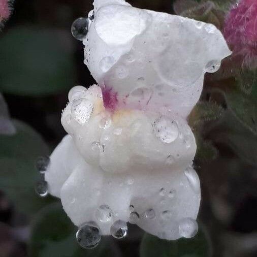 Antirrhinum hispanicum Flower