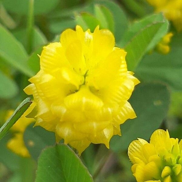 Trifolium campestre Flor