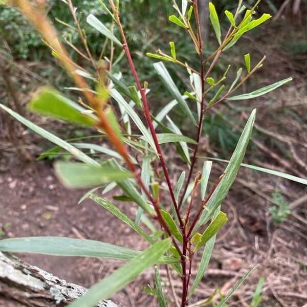 Acacia spirorbis Folha