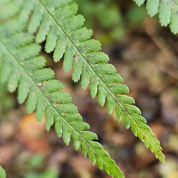 Dryopteris filix-mas Leaf