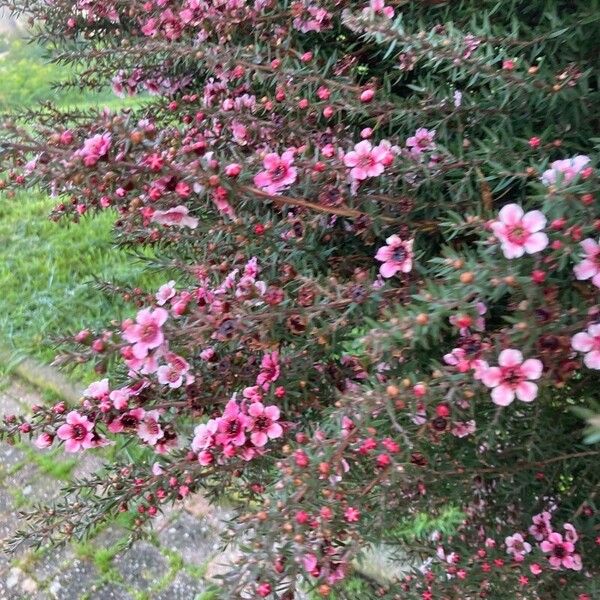 Leptospermum scoparium Лист