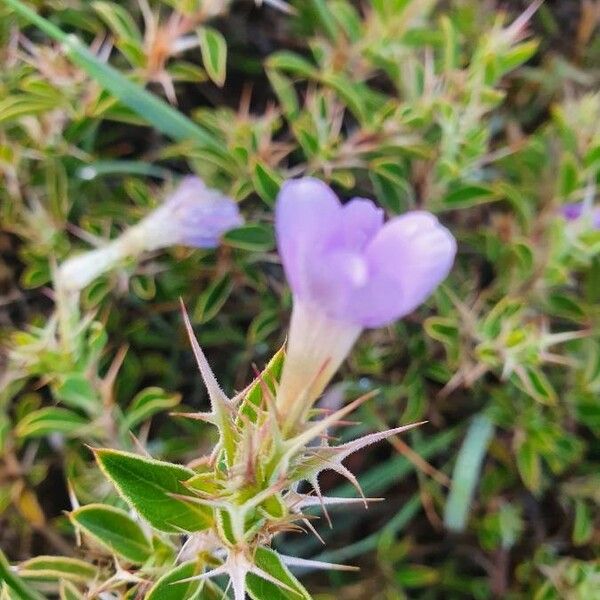 Barleria delamerei Blomma