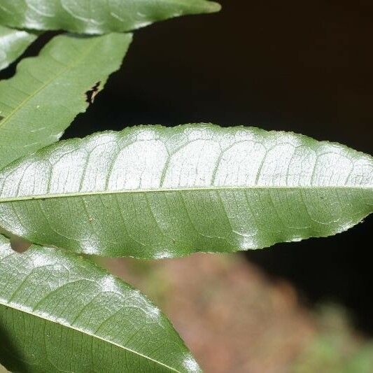 Eschweilera chartaceifolia Лист