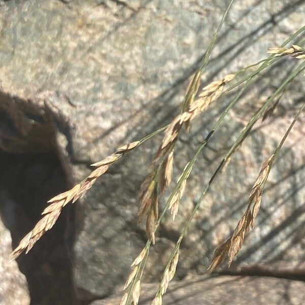 Poa cenisia Floare