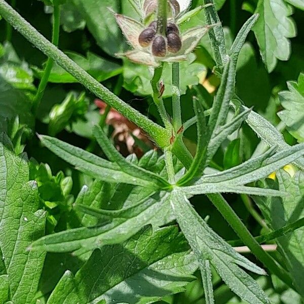 Geranium dissectum Ліст