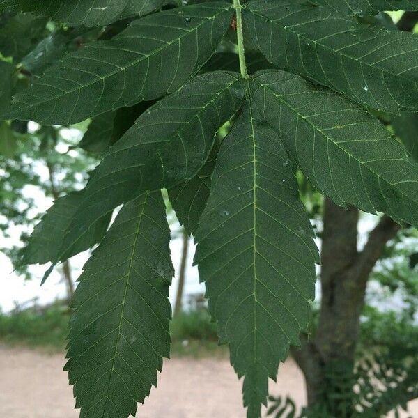 Fraxinus excelsior Leaf