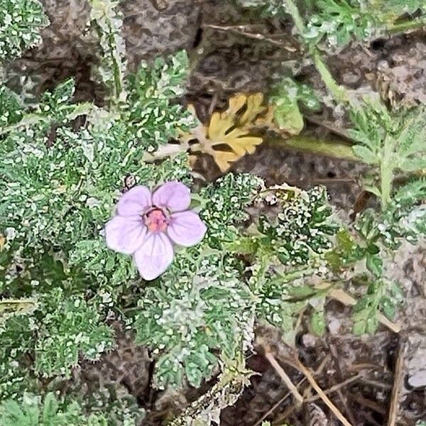 Erodium lebelii Flor