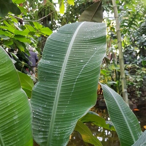 Musa ornata Leaf