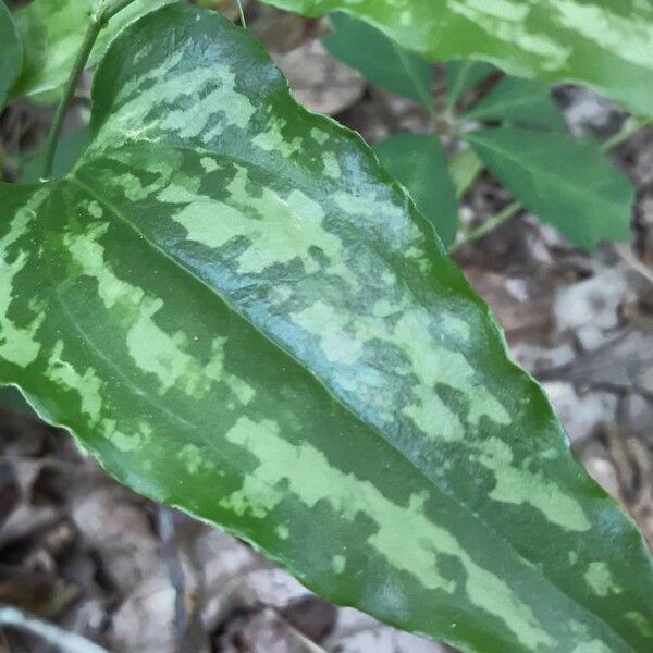 Smilax bona-nox Leaf