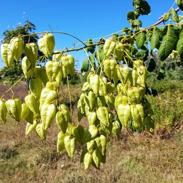 Koelreuteria paniculata Frukt