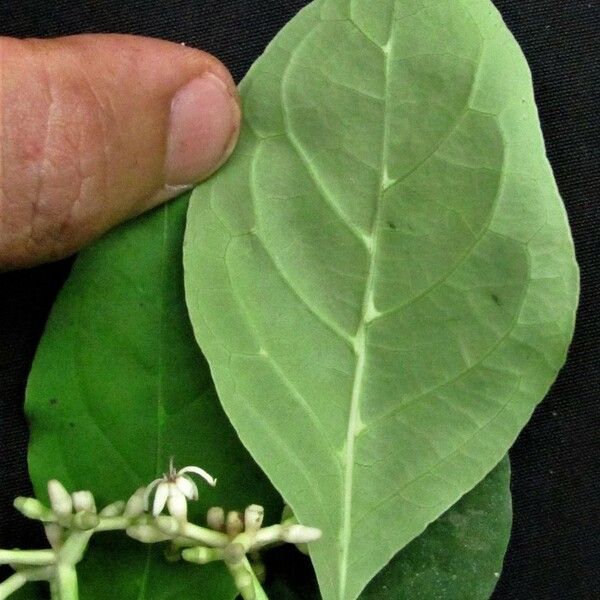 Rudgea cornifolia Beste bat