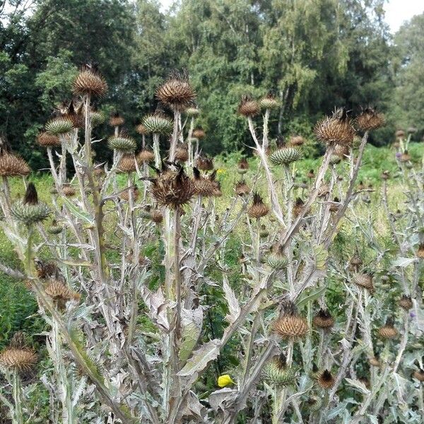 Onopordum acanthium Hábito