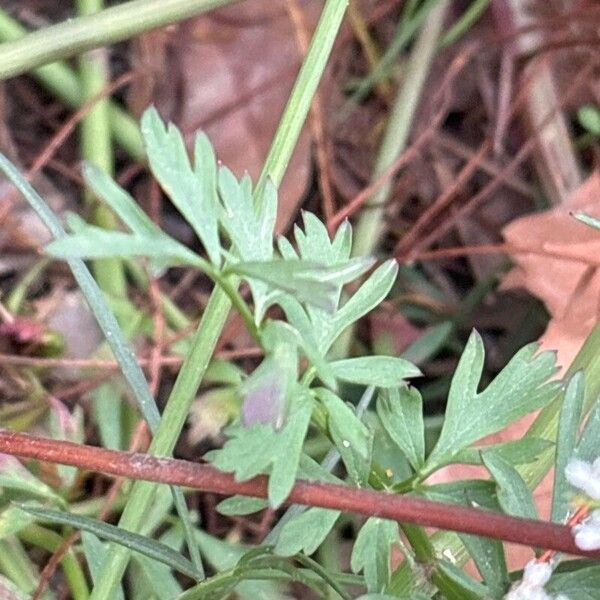 Oenanthe globulosa Leaf