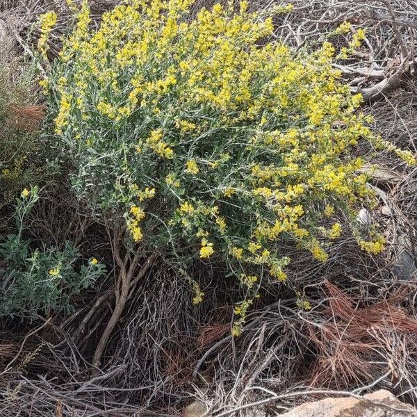 Anthyllis terniflora Hábito