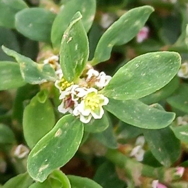 Polygonum aviculare Flor