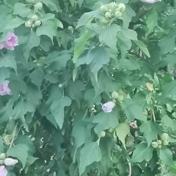 Hibiscus mutabilis Folha