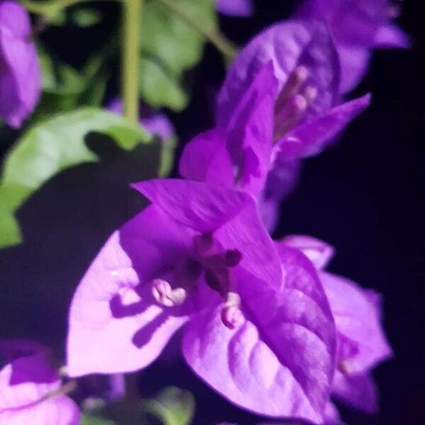 Bougainvillea spectabilis Fleur