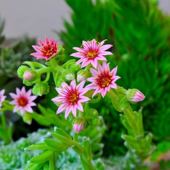 Sempervivum tectorum Flower