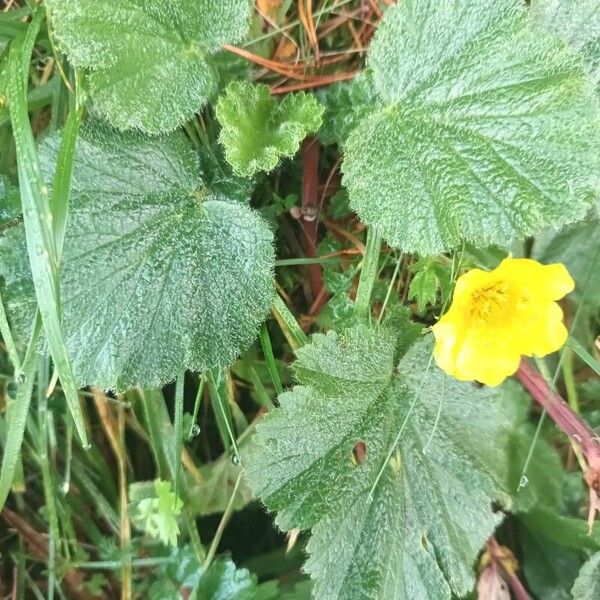 Geum montanum Folio