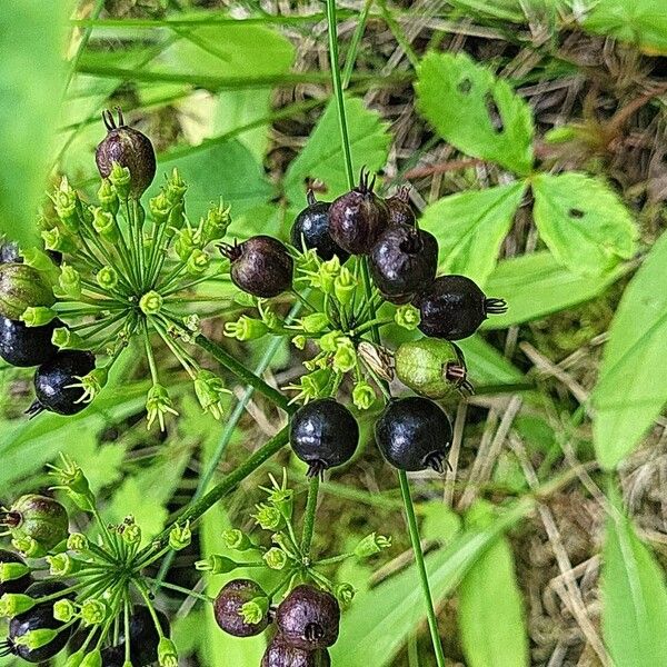 Aralia nudicaulis Fruitua