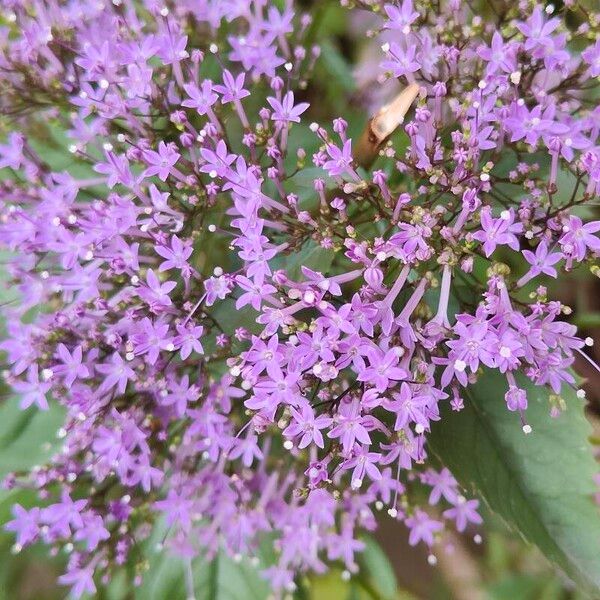 Trachelium caeruleum Flower