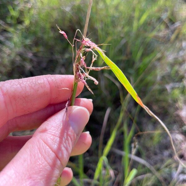 Capillipedium spicigerum Kvet