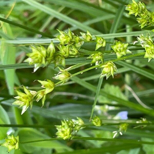 Carex divulsa Flor