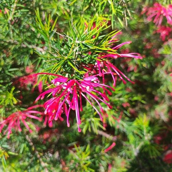 Grevillea rosmarinifolia Kvet