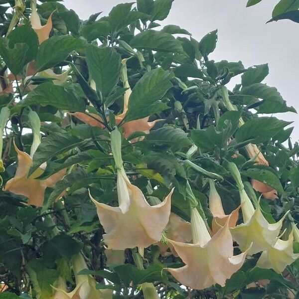 Brugmansia × candida Õis