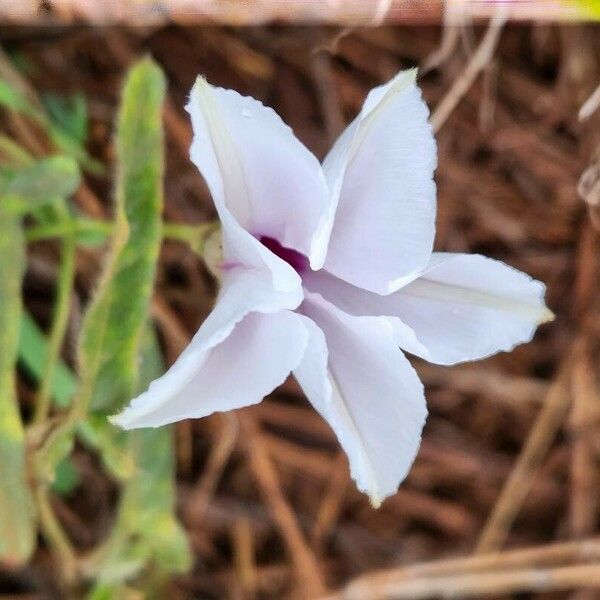 Ipomoea mombassana Цвят