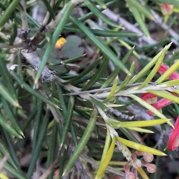 Grevillea rosmarinifolia Blatt