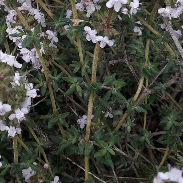 Thymus vulgaris 花