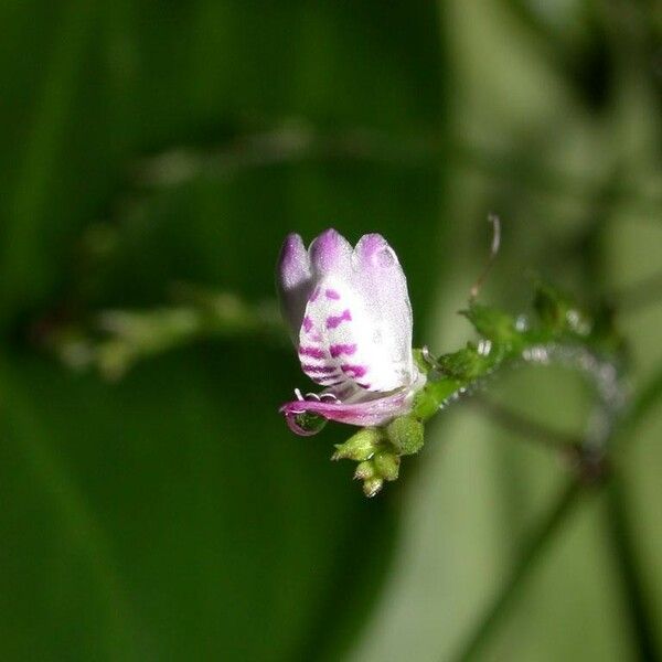 Dianthera comata 花