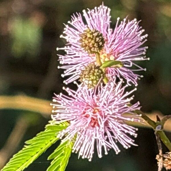 Mimosa polycarpa Λουλούδι