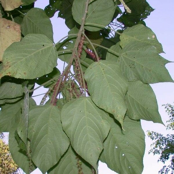 Acalypha macrostachya Other