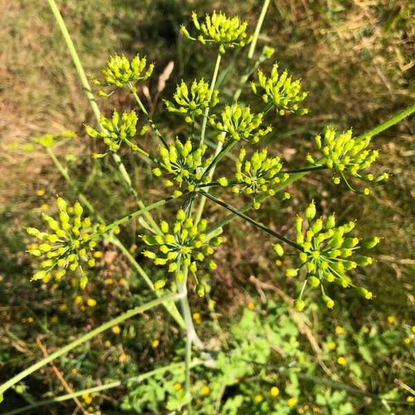 Pastinaca sativa Flor