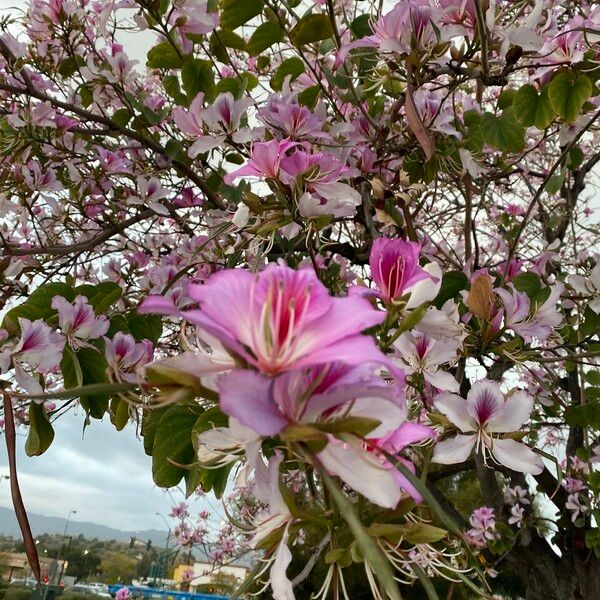 Bauhinia variegata Fleur