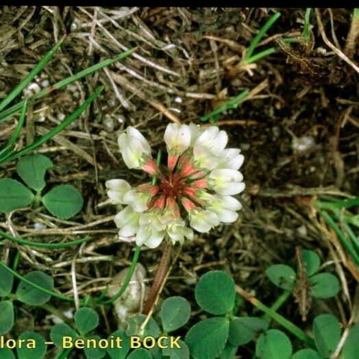 Trifolium occidentale Staniste