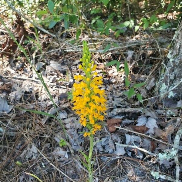 Platanthera ciliaris Flower