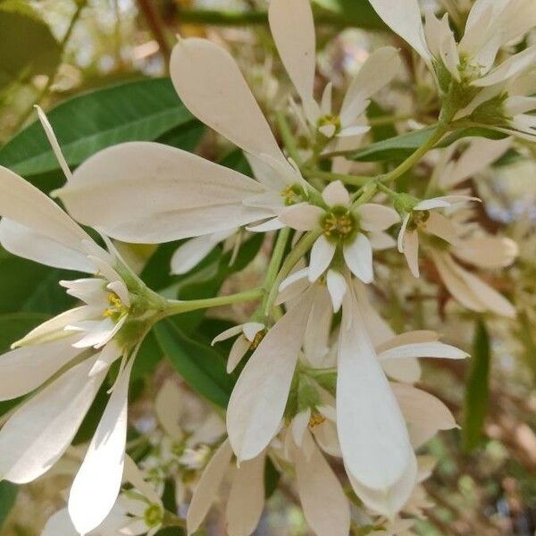 Euphorbia leucocephala Flor