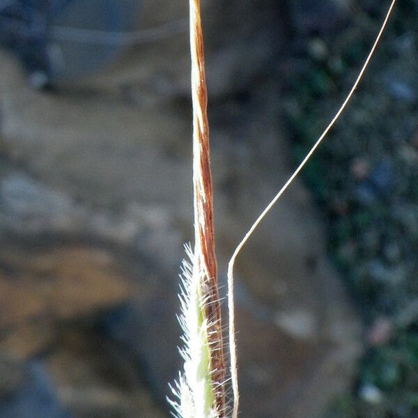 Heteropogon contortus Flower