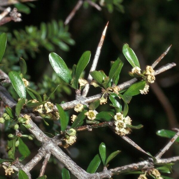 Discaria toumatou (Matagouri)