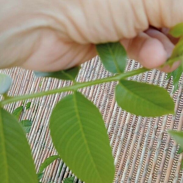 Juglans × intermedia Blad