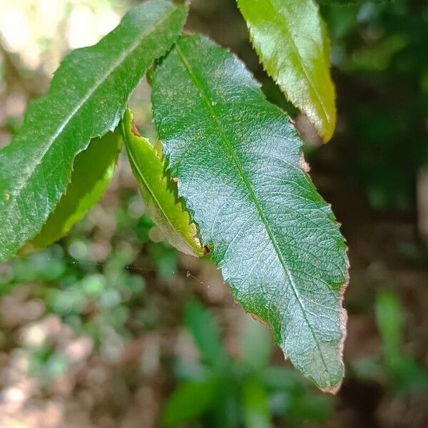 Ochna serrulata 葉
